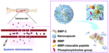Graphical abstract: Systemic administration of enzyme-responsive growth factor nanocapsules for promoting bone repair