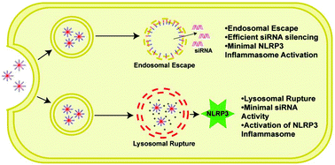 Graphical abstract: The efficiency of cytosolic drug delivery using pH-responsive endosomolytic polymers does not correlate with activation of the NLRP3 inflammasome
