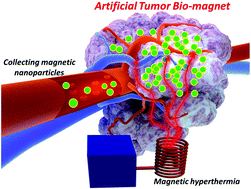 Graphical abstract: An artificially engineered “tumor bio-magnet” for collecting blood-circulating nanoparticles and magnetic hyperthermia