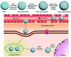 Graphical abstract: Facile synthesis of organosilica-capped mesoporous silica nanocarriers with selective redox-triggered drug release properties for safe tumor chemotherapy