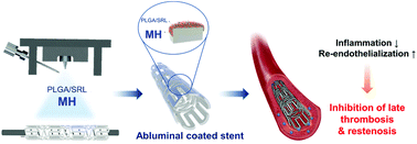 Graphical abstract: Augmented re-endothelialization and anti-inflammation of coronary drug-eluting stent by abluminal coating with magnesium hydroxide