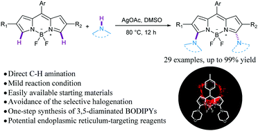 Graphical abstract: Silver-mediated direct C–H amination of BODIPYs for screening endoplasmic reticulum-targeting reagents