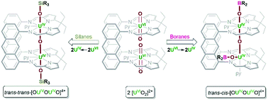 Graphical abstract: Double uranium oxo cations derived from uranyl by borane or silane reduction