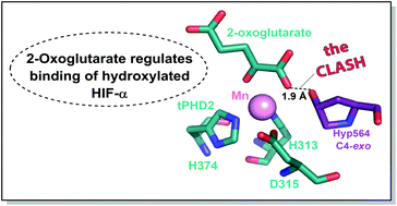 Graphical abstract: 2-Oxoglutarate regulates binding of hydroxylated hypoxia-inducible factor to prolyl hydroxylase domain 2