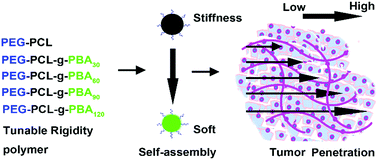Graphical abstract: Modulating the rigidity of nanoparticles for tumor penetration
