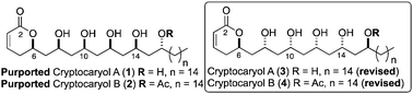Graphical abstract: The asymmetric syntheses of cryptocaryols A and B