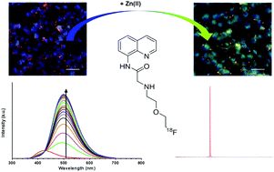 Graphical abstract: A 18F radiolabelled Zn(ii) sensing fluorescent probe