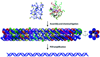 Graphical abstract: Gene assembly via one-pot chemical ligation of DNA promoted by DNA nanostructures