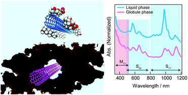 Graphical abstract: Selective extraction of semiconducting single-walled carbon nanotubes with a thermoresponsive polymer