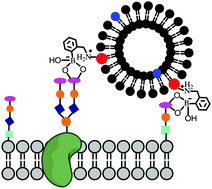 Graphical abstract: Boronic acid liposomes for cellular delivery and content release driven by carbohydrate binding