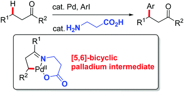 Graphical abstract: Palladium-catalyzed site-selective arylation of aliphatic ketones enabled by a transient ligand
