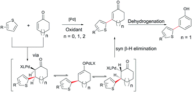 Graphical abstract: Palladium-catalyzed dehydrogenative coupling of cyclic enones with thiophenes: a rapid access to β-heteroarylated cyclic enones