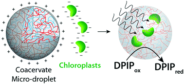 Graphical abstract: Chloroplast-containing coacervate micro-droplets as a step towards photosynthetically active membrane-free protocells