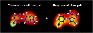 Graphical abstract: Real-space evidence of Watson–Crick and Hoogsteen adenine–uracil base pairs on Au(111)