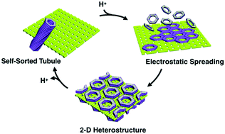 Graphical abstract: Assembly–disassembly switching of self-sorted nanotubules forming dynamic 2-D porous heterostructure