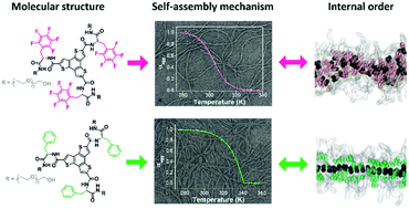 Graphical abstract: From isodesmic to highly cooperative: reverting the supramolecular polymerization mechanism in water by fine monomer design