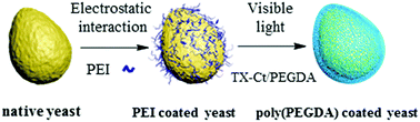 Graphical abstract: Decorating an individual living cell with a shell of controllable thickness by cytocompatible surface initiated graft polymerization
