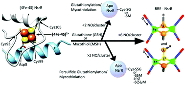 Graphical abstract: Mass spectrometric detection of iron nitrosyls, sulfide oxidation and mycothiolation during nitrosylation of the NO sensor [4Fe–4S] NsrR