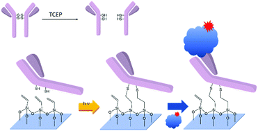 Graphical abstract: Thiol–ene click chemistry towards easy microarraying of half-antibodies