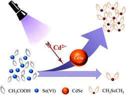 Graphical abstract: In situ formation of nano-CdSe as a photocatalyst: cadmium ion-enhanced photochemical vapour generation directly from Se(vi)