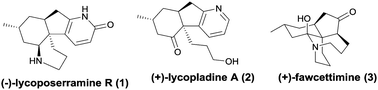 Graphical abstract: A divergent and concise total synthesis of (−)-lycoposerramine R and (+)-lycopladine A