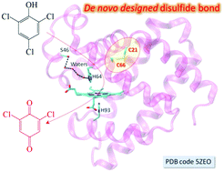 Graphical abstract: Regulation of both the structure and function by a de novo designed disulfide bond: a case study of heme proteins in myoglobin