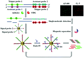 Graphical abstract: Integration of single-molecule detection with magnetic separation for multiplexed detection of DNA glycosylases
