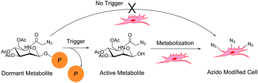 Graphical abstract: A caged metabolic precursor for DT-diaphorase-responsive cell labeling