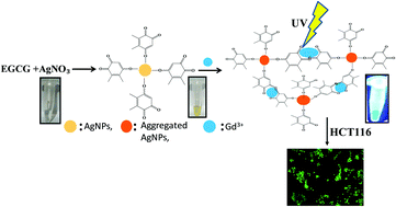 Graphical abstract: Rapid colorimetric sensing of gadolinium by EGCG-derived AgNPs: the development of a nanohybrid bioimaging probe