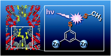 Graphical abstract: Generation of thiyl radicals in a zinc(ii) porous coordination polymer by light-induced post-synthetic deprotection