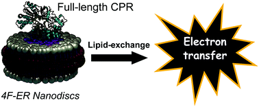 Graphical abstract: Lipid-exchange in nanodiscs discloses membrane boundaries of cytochrome-P450 reductase