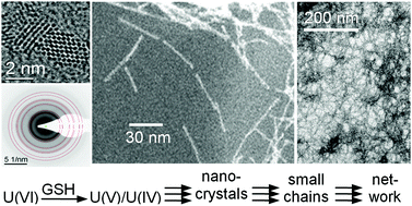 Graphical abstract: Network-like arrangement of mixed-valence uranium oxide nanoparticles after glutathione-induced reduction of uranium(vi)