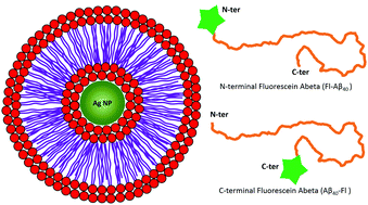 Graphical abstract: Fluorescence quenching by lipid encased nanoparticles shows that amyloid-β has a preferred orientation in the membrane