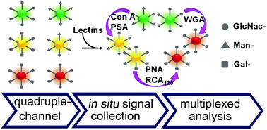 Graphical abstract: Simultaneous quadruple-channel optical transduction of a nanosensor for multiplexed qualitative and quantitative analysis of lectins