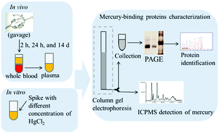 Graphical abstract: Characterization of mercury-binding proteins in rat blood plasma