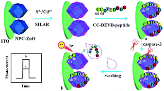 Graphical abstract: A label-free and blocker-free photoelectrochemical strategy for highly sensitive caspase-3 assay