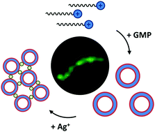 Graphical abstract: Spatially controlled clustering of nucleotide-stabilized vesicles