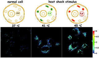 Graphical abstract: A hemicyanine based ratiometric fluorescence probe for mapping lysosomal pH during heat stroke in living cells