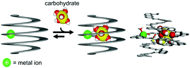 Graphical abstract: Carbohydrate binding through first- and second-sphere coordination within aromatic oligoamide metallofoldamers
