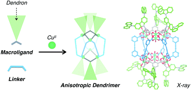 Graphical abstract: Anisotropic convergence of dendritic macromolecules facilitated by a heteroleptic metal–organic polyhedron scaffold