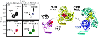 Graphical abstract: Substrate mediated redox partner selectivity of cytochrome P450