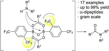 Graphical abstract: The ortho-substituent on 2,4-bis(trifluoromethyl)phenylboronic acid catalyzed dehydrative condensation between carboxylic acids and amines