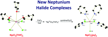 Graphical abstract: Non-aqueous neptunium and plutonium redox behaviour in THF – access to a rare Np(iii) synthetic precursor