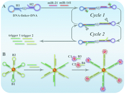 Graphical abstract: A DNA–linker–DNA bifunctional probe for simultaneous SERS detection of miRNAs via symmetric signal amplification