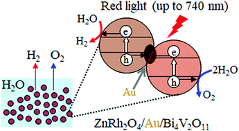Graphical abstract: Facile synthesis of a red light-inducible overall water-splitting photocatalyst using gold as a solid-state electron mediator