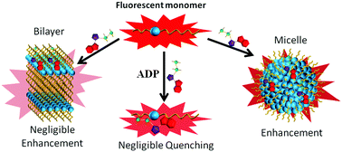 Graphical abstract: Luminescent micellar nano-interfaces of surface active ionic liquid for the selective recognition of ADP in aqueous medium