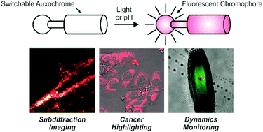 Graphical abstract: Fluorescence activation with switchable oxazines