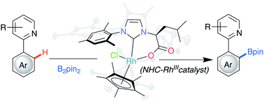 Graphical abstract: Directed ortho C–H borylation catalyzed using Cp*Rh(iii)–NHC complexes