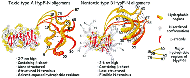 Graphical abstract: Structural differences between toxic and nontoxic HypF-N oligomers