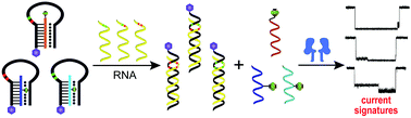 Graphical abstract: Multiplexed discrimination of microRNA single nucleotide variants through triplex molecular beacon sensors